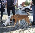 Hunde an der Leine