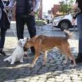 Hunde an der Leine