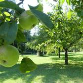 streuobstwiese © Stadt Langen