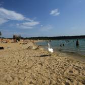 Ein Schwan läuft am Strand des Langener Waldsees entlang