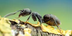 Die Große Drüsenameise im Großformat &copy; A. Bellersheim/SMNS