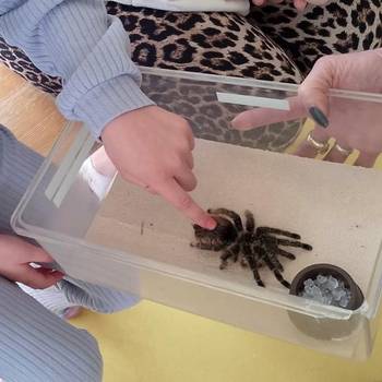 Spinne in der Kita Sonnenschein