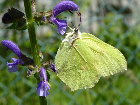 Zitronenfalter © Schotte/Stadt Langen