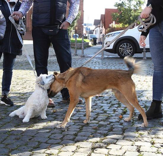 Hunde an der Leine