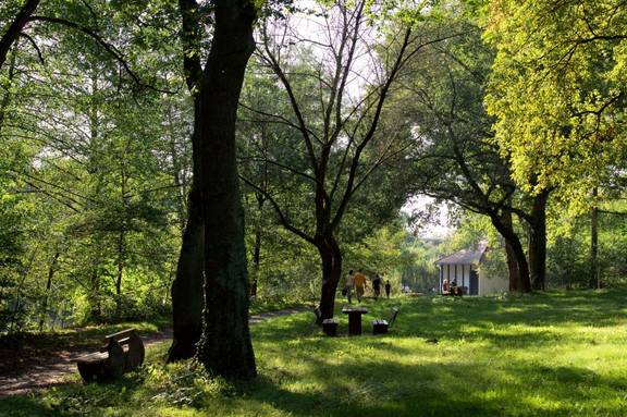 Bäume im Langener Mühltal