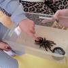Spinne in der Kita Sonnenschein