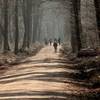 Gruppenspaziergang im Wald