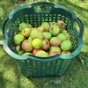 Apfelernte auf den Streuobstwiesen