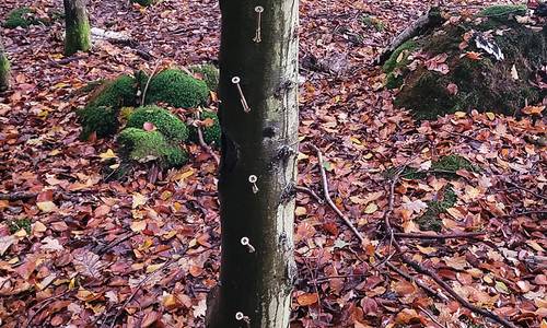 Keine Überlebenschance: Nägel und Schrauben lassen die Bäume absterben. (Foto: Privat)